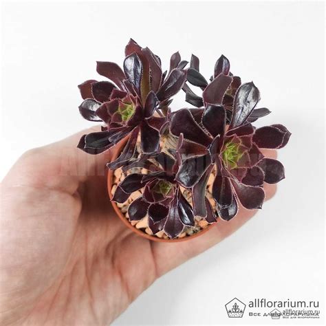 Эониум древовидный Атропурпуреум - Aeonium arboreum Atropurpureum