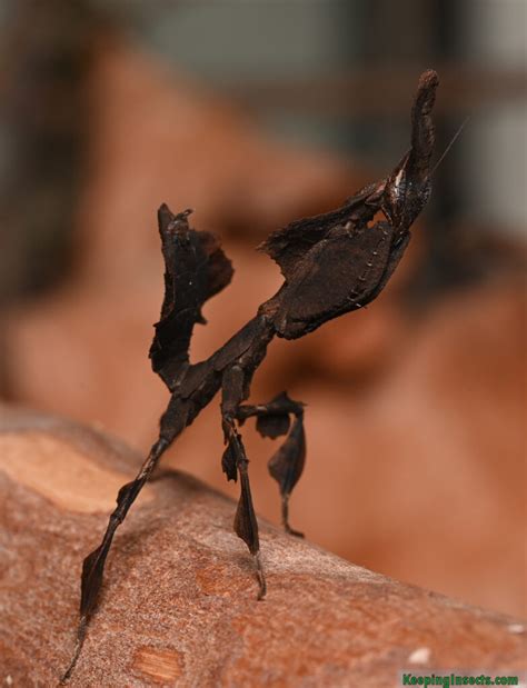 Ghost Praying Mantis