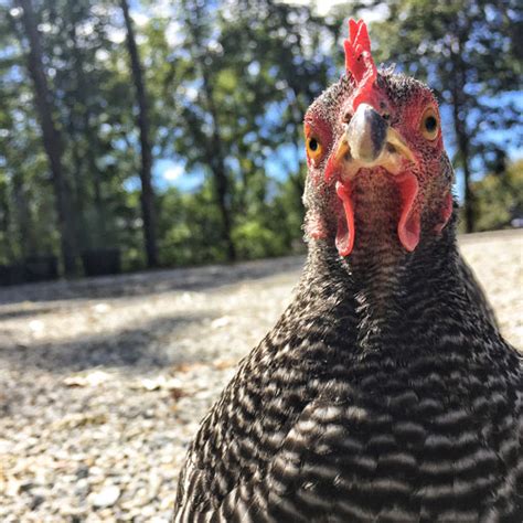 The Broody Bunch - More Chicken Chronicles - Broody Chickens