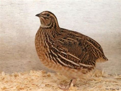 Coturnix Quail: A Versatile and Sustainable Poultry