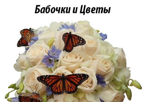 Живые бабочки в Киеве. Купить бабочку. Ферма бабочек-Бабочкарий — Живые ...