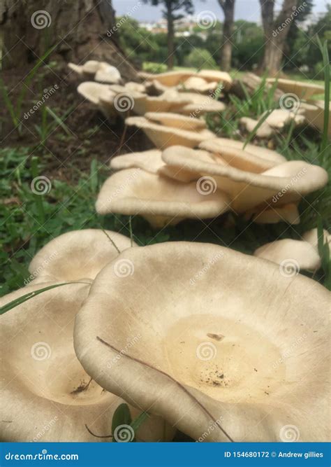 Wild tree mushrooms stock photo. Image of series, blossoming - 154680172