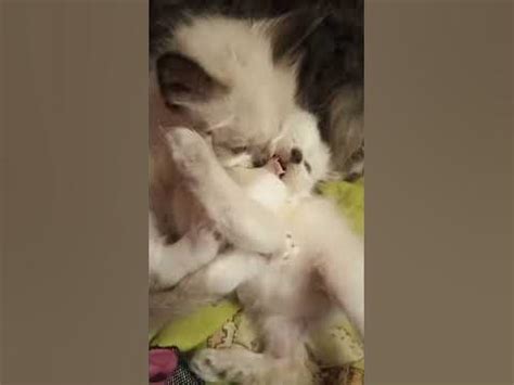 Кошечки-малявочки делают "кусь-кусь" ️ ️🐈🐈😀 - YouTube