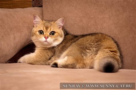 Кот британский короткошерстный (британец) черный золотой затушеванный ...