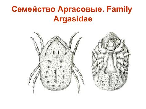 Тип членистоногие. Медицинская арахноэнтомология. (Лекция 6 ...