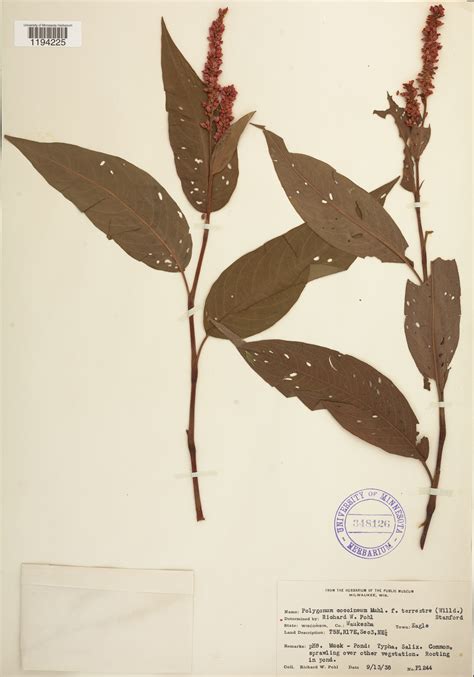Wisconsin Wildflower | Terrestrial Swamp Smartweed | Persicaria