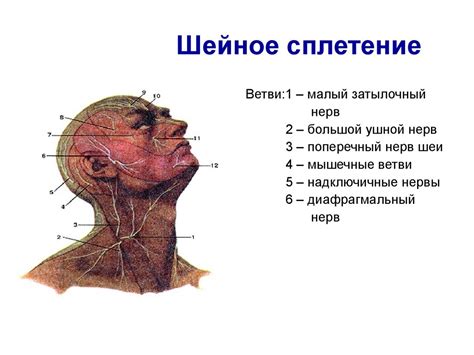 Периферическая нервная система - презентация онлайн