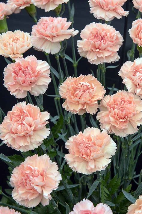 grow  care  carnations gardeners path