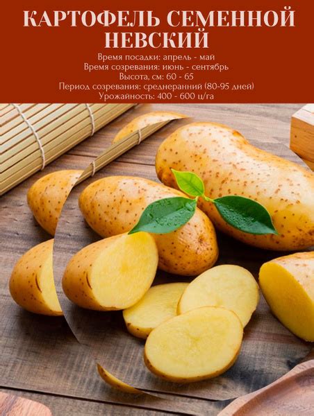 Картофель семенной клубни для посадки 3 кг купить на OZON по низкой ...
