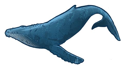 whale clip art  clipart library