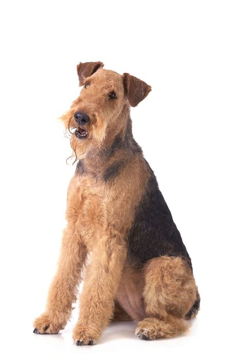 Airedale Terrier - Dog Breed Information & Characteristics - FurLyfe!