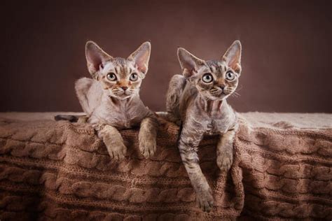 devon rex fakta bilder och information allt om katten