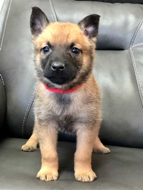 German Shepherd Malinois Mix Puppies