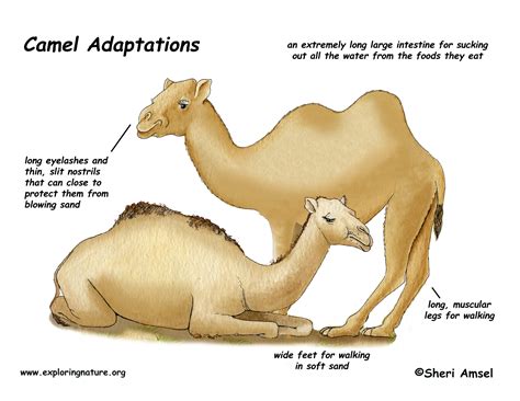 Adaptations of the Camels