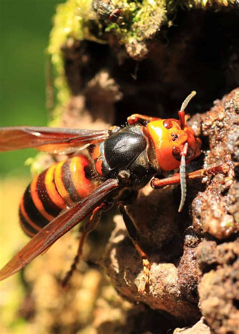 50 Japanese Giant Hornet Facts (Complete Guide) Plus Photos, Videos # ...