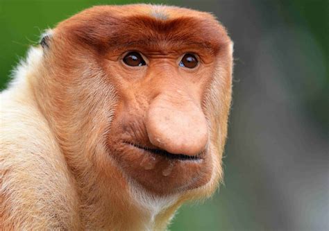 Monkey Binomial Name 1