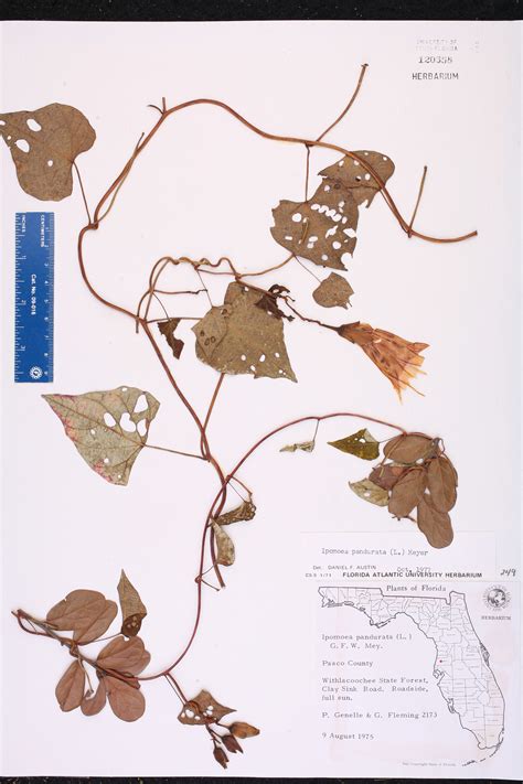 Ipomoea Pandurata