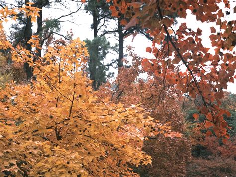 luohu district   top attractions local food