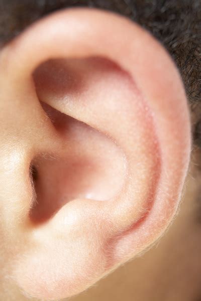 ear  photo  freeimages