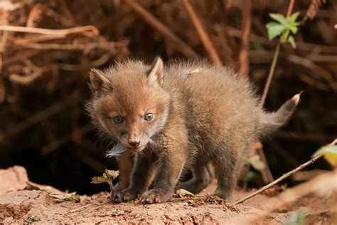 mammal society
