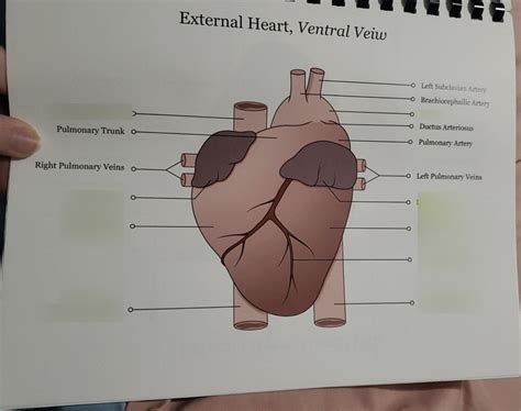 Fetal Pig External Heart Diagram | Quizlet