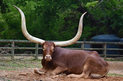 Oxen Horns Bull - Free photo on Pixabay - Pixabay