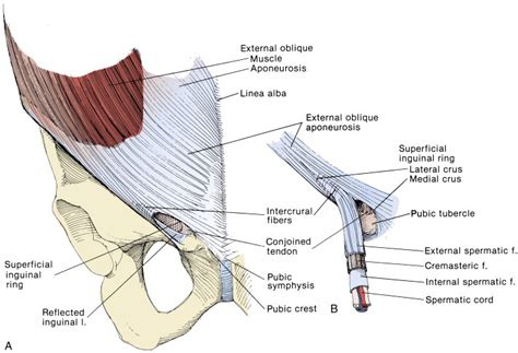 Inguinal region | Abdominal Key