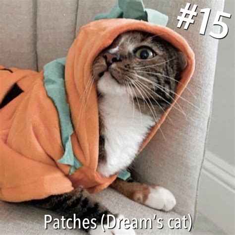So I updated my “Top 5 MCC Cats” post : r/MinecraftChampionship