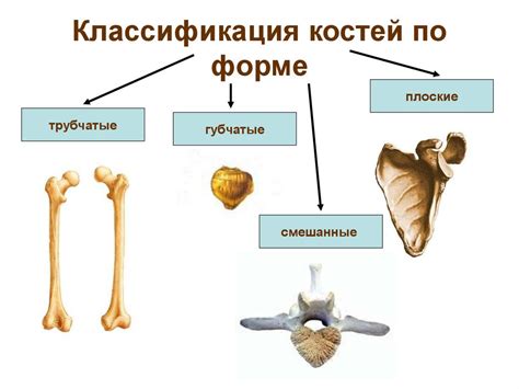 Анатомия костей человека и их соединений.