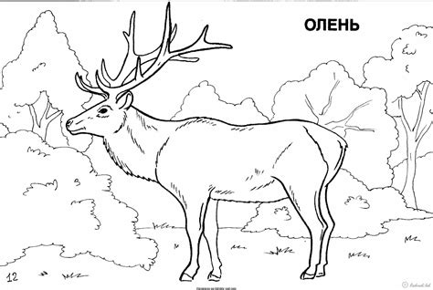 Лісові тварини Розмальовки роздрукувати бесплатно.