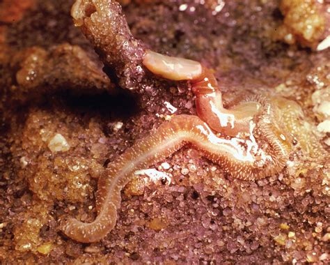 🏷️ Nervous system of balanoglossus. Balanoglossus. 2022-10-03