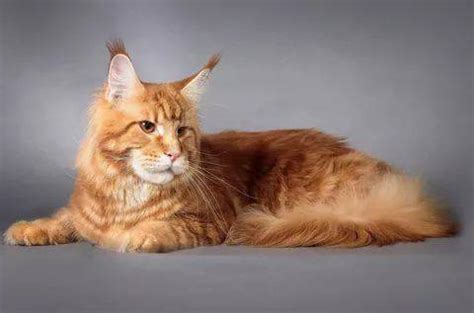 Рыжий Мейкун Кошка Фото