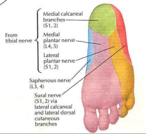 Medial Plantar Nerve - Physiopedia