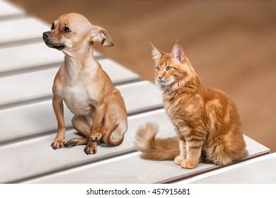1+ Hundred Cat Lion Transformation Royalty-Free Images, Stock Photos ...