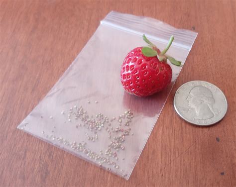 All Natural Michigan Wild Perennial Strawberry Seeds - Etsy