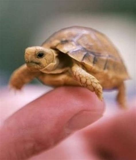 Web Parks: Tiny funny animals