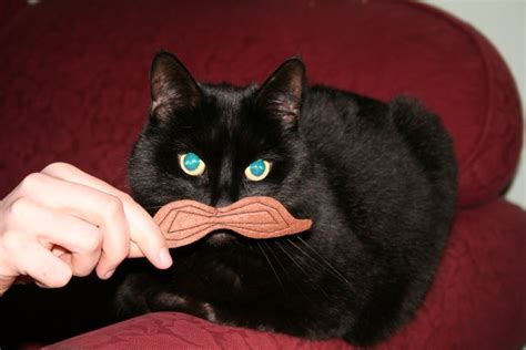 casual casual easy   pigga