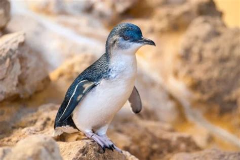 Виды пингвинов: 🐧 названия, описания, ареал обитания пингвинов с фото и ...