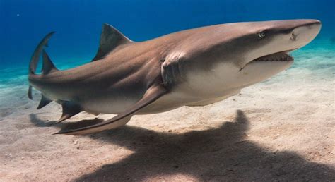 Tiburones: guías de especies, imágenes y recursos.