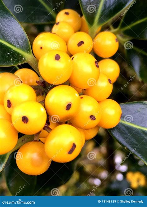Close Up of Yellow Berries of the Holly Tree Stock Image - Image of