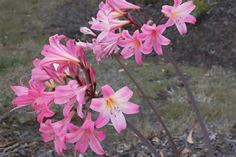 Naked Ladies or Amaryllis - Anne of Green Gardens