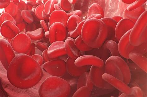 mengenal hemoglobin fungsi  kadar normalnya  tubuh