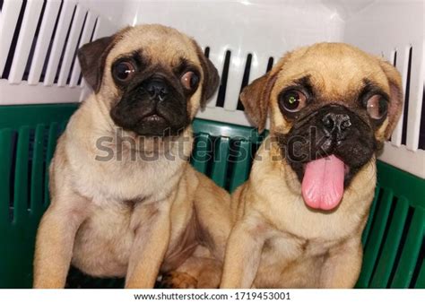 4 Brachycephalic Obstructive Airway Syndrome Images, Stock Photos, 3D ...