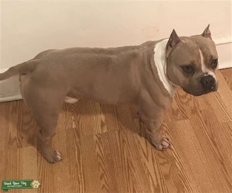 Tan And White American Bully XL Breed - Stud Dog in Delaware, United ...