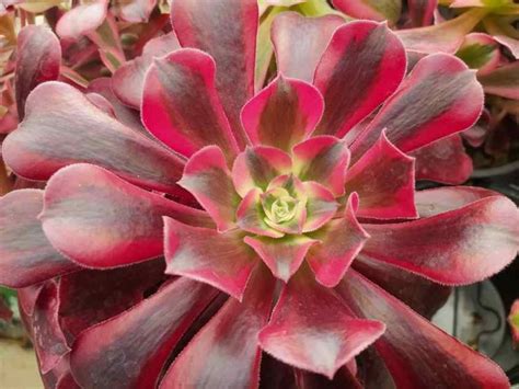 Aeonium ‘Medusa’ – Rich Red Succulent | Very Popular - Ottershaw Cacti