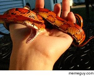 A yawning snake - Meme Guy