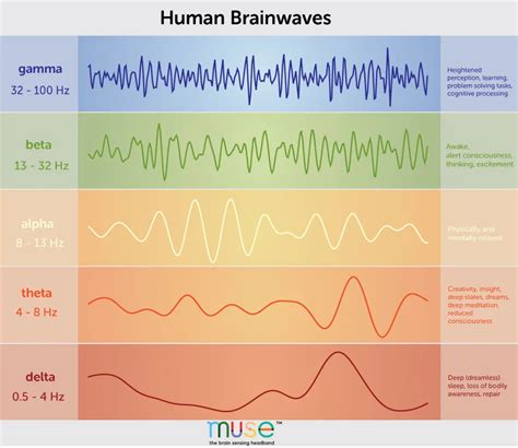 A Deep Dive Into Brainwaves: Brainwave Frequencies Explained Deep ...