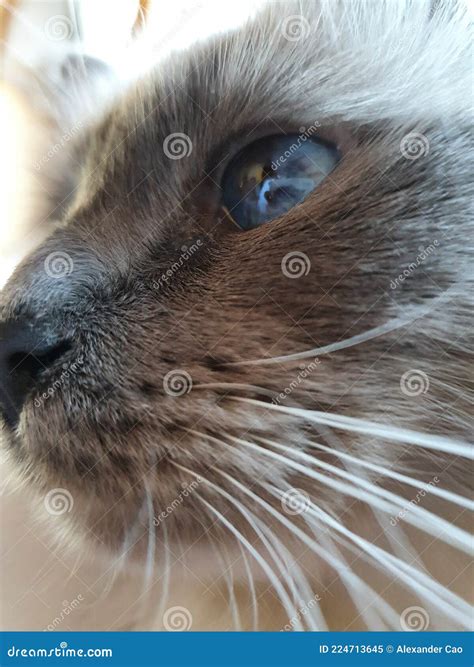 Close sweet cat stock image. Image of sweet, head, animal - 224713645