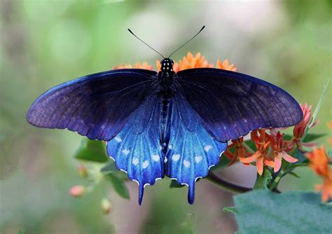 Dark Blue Butterfly at Mary Greenwell blog
