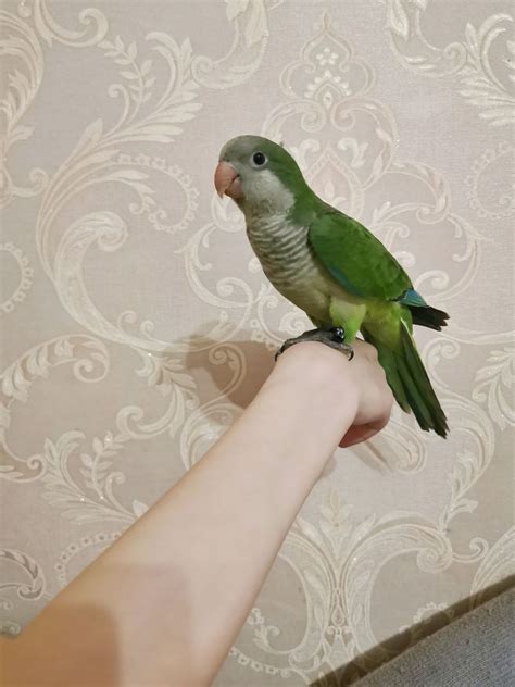 Калита монах